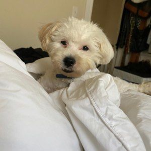 Meet your Posher, Vanessa